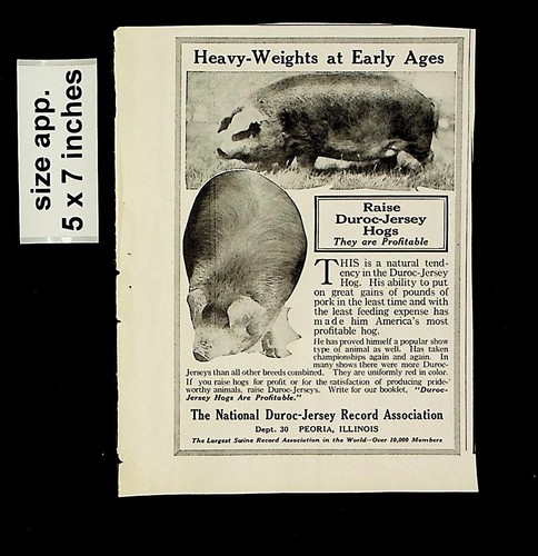 1921 duroc jersey - 1921, record
