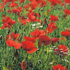 Poppy Single Red Seeds Grow Your Own Flowers Borders Simply Garden