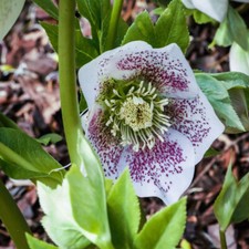 T&M Hellebore Plant Hello