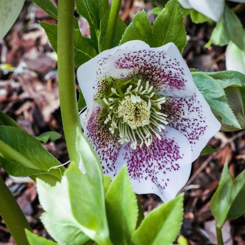 Hellebore plant hello - plant,