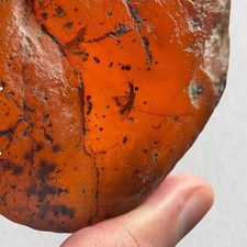 SNAKEFLY in Burmese / Burmite