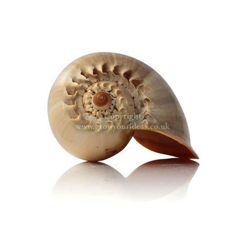 Melon shell large polished - melon,