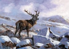 Stag Christmas Cards 'The