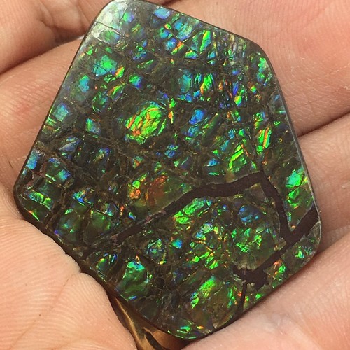 Polished ammolite slice - ammolite,