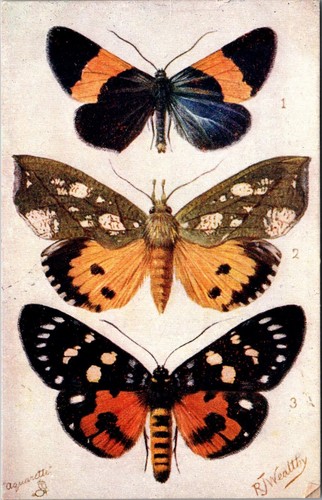 British butterflies and moths - british,