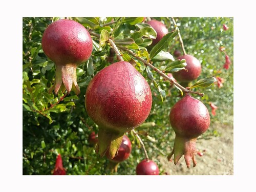 Punica granatum nana dwarf - granatum,