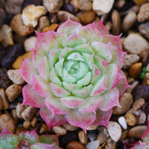 Echeveria red hole - echeveria, plant