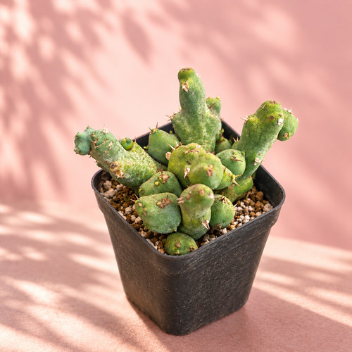 Euphorbia clivicola compact - euphorbia,