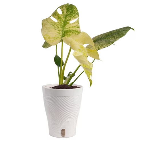 Costa farms monstera - farms, 12"