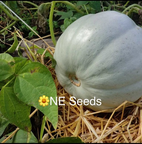 Genuine squash crown - 🌼,