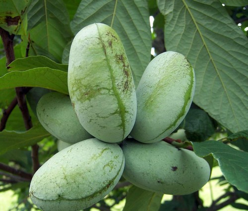 Asimina triloba pawpaw high - triloba,