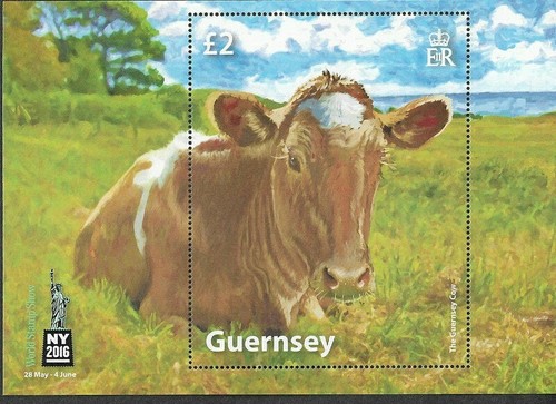 Cows guernsey fram - cows,