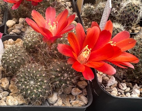 Seeds rebutia perplexa - 40,