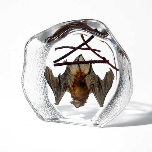 Real bat resin display - resin,