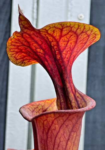 Sarracenia flava var