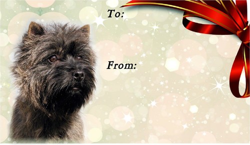 Cairn terrier dog - dog, self