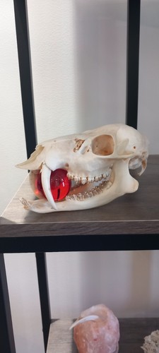Chinese water deer buck skull - deer,