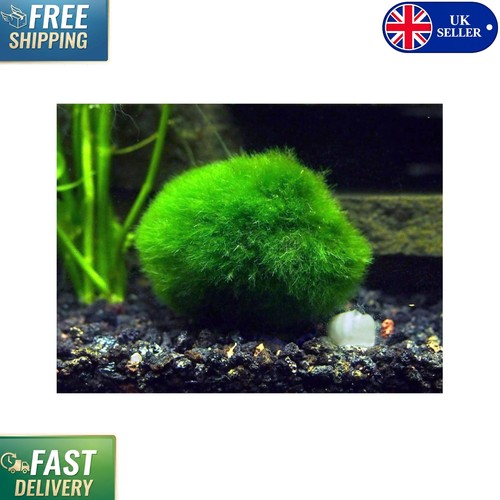 Piece giant marimo moss - giant,