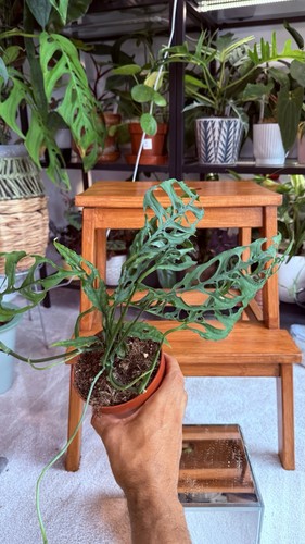 Monstera obliqua peru - monstera,