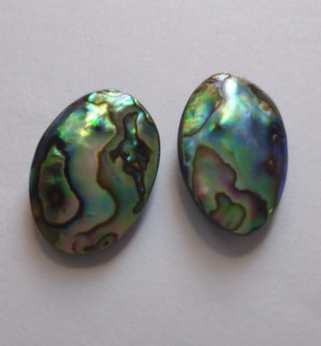 Natural paua abalone shell - natural, paua/abalone