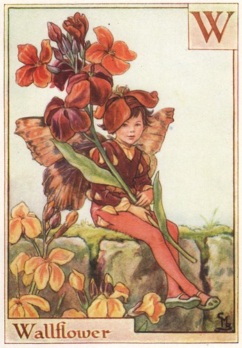 Wallflower fairy by cicely - =,
