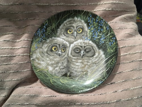 The baby owls dick - dick, twinney