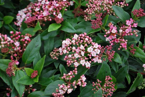 Viburnum tinus eve - price,