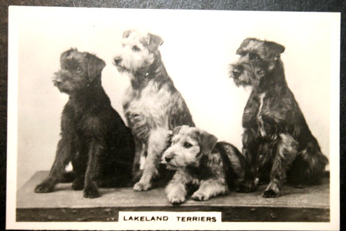 Lakeland terrier vintage - ,
