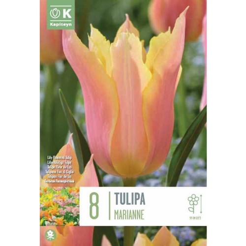Kapiteyn tulip lily - kapiteyn, 'lily