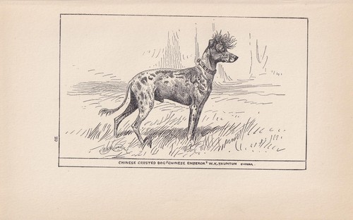 1900 chinese crested dog - 1900,