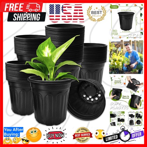 Pcs gallon plant - pcs, nursery