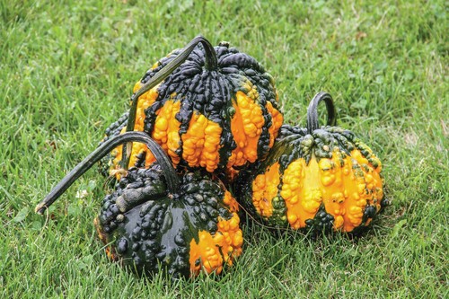 Gourd hoargarth decorative - gourd,