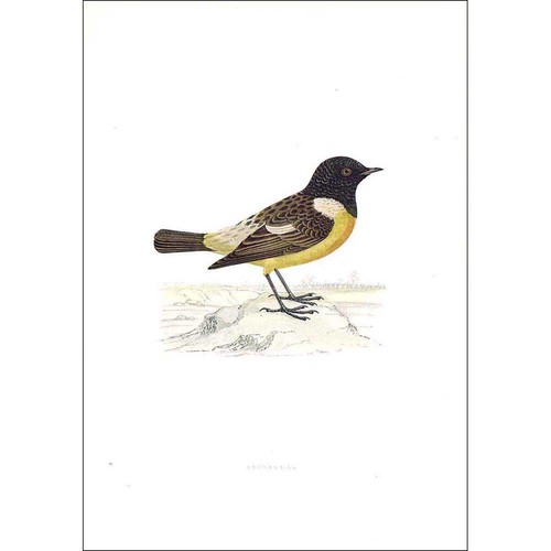 Birds stonechat hand - stonechat,