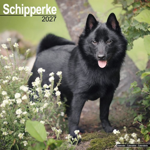 Schipperke calendar 2027 - 2027,, wall