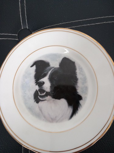 Border collie decorative - -,