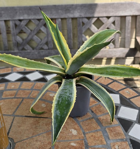 Agave americana variegata - agave, 'variegata'