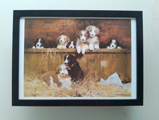 David Shepherd print 'Muffins Pups' Bearded Collie Puppies  FRAMED