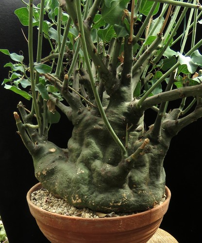 Adenia