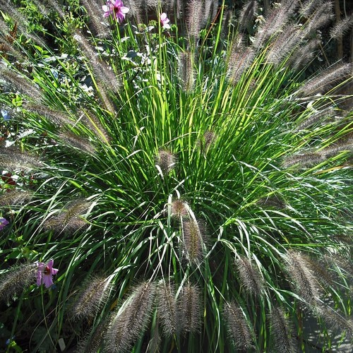 Pennisetum alopecuroides red - alopecuroides, 'red