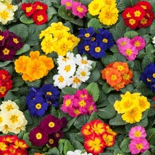 12x Primrose autumn and winter flowering Garden Ready Bedding Plants NOT PLUGS
