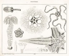 Worms Encrinus Euryale Ophiura