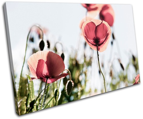 Poppy field flowers - field,