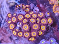 bullseye zoa frag  marine 