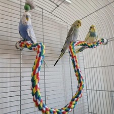 Parrot Hanging Braided Budgie