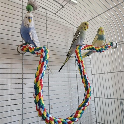 Parrot hanging braided budgie - hanging,