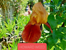 IRIS GERMANICA  -  HOWARD WEED