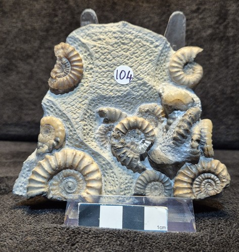Calcite ammonites - calcite,