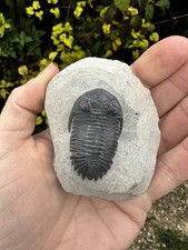Hollardops Trilobite Fossil. Middle Devonian. Alnif, Morocco 