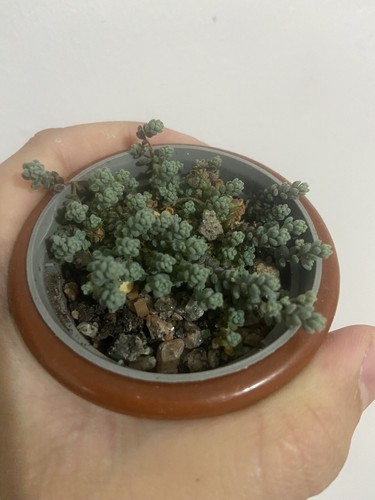 Sedum dasyphyllum lilac - , for