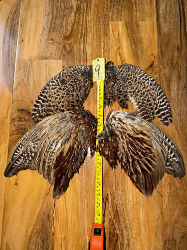 Grouse bird feather - feather, wing